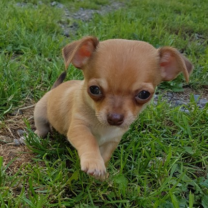 image des enfants de Léon notre mâle chihuahua reproducteur