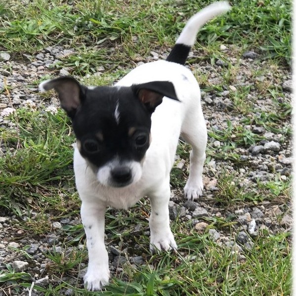 image des enfants de Léon notre mâle chihuahua reproducteur