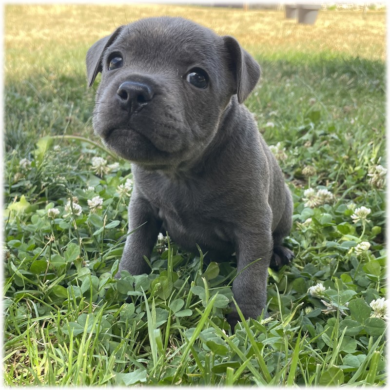 Petit mâle Staffordshire Bull Terrier couleur bleu intégral de l'élevage du Domaine de Mondon