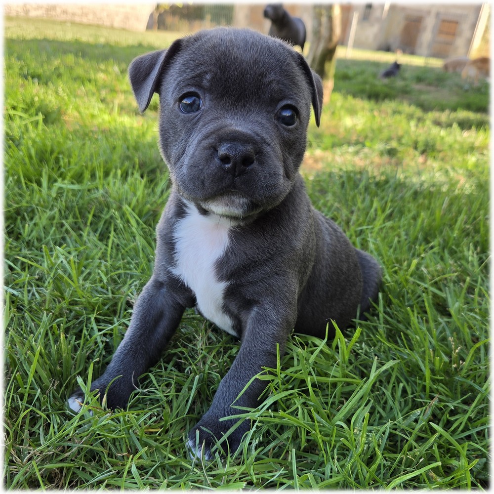 Petite femelle Staffordshire Bull Terrier couleur bleu de l'élevage du Domaine de Mondon