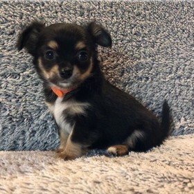 image des enfants de Marley notre mâle chihuahua reproducteur