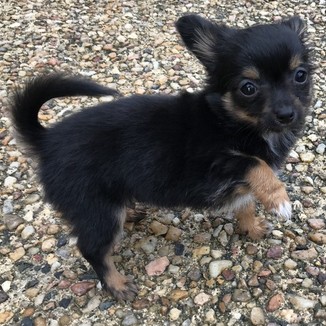 image des enfants de Marley notre mâle chihuahua reproducteur