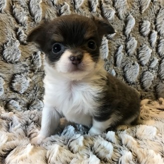 image de Marley notre mâle chihuahua reproducteur