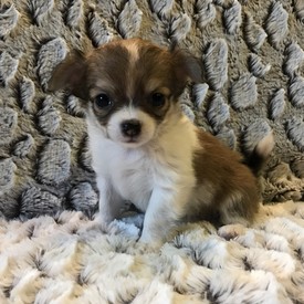 image des enfants de Marley notre mâle chihuahua reproducteur