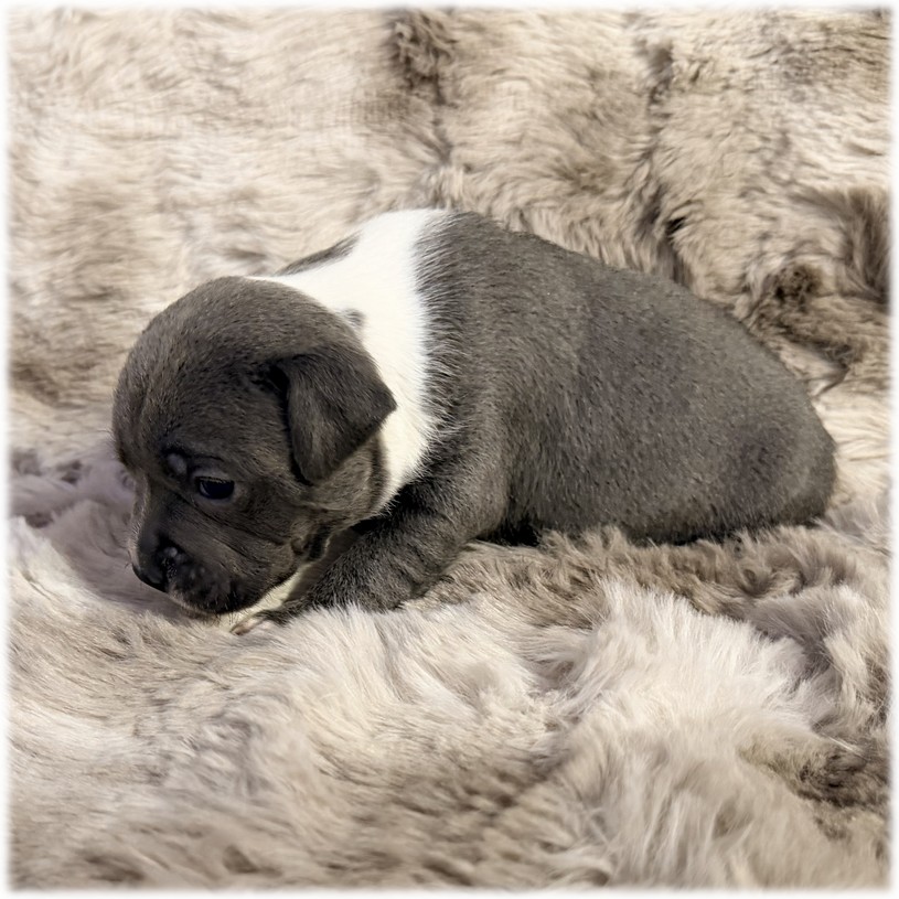 Petite femelle Staffordshire Bull Terrier couleur bleu et blanc de l'élevage du Domaine de Mondon
