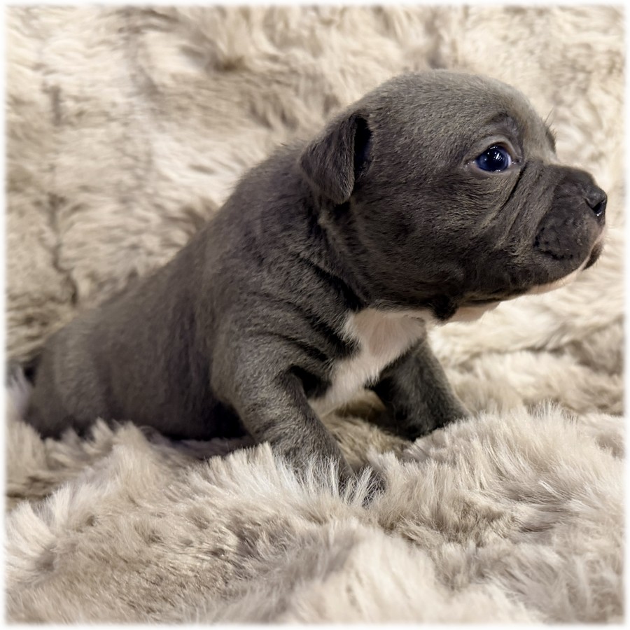 Petite femelle Staffordshire Bull Terrier couleur bleu et blanc de l'élevage du Domaine de Mondon