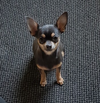 Lucie Femelle Chihuahua reproductrice Haute Vienne