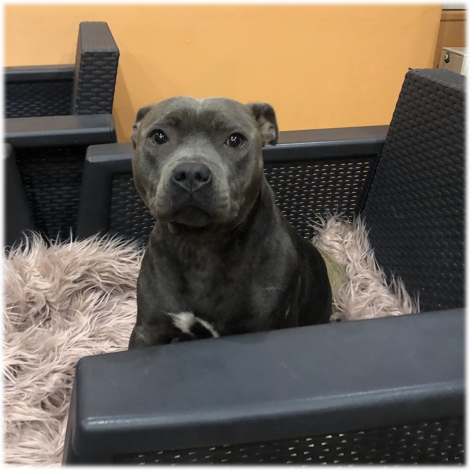 Osiris Femelle Staffy Bleue reproductrice Haute Vienne Osiris Femelle Staffy Bleue reproductrice Haute Vienne