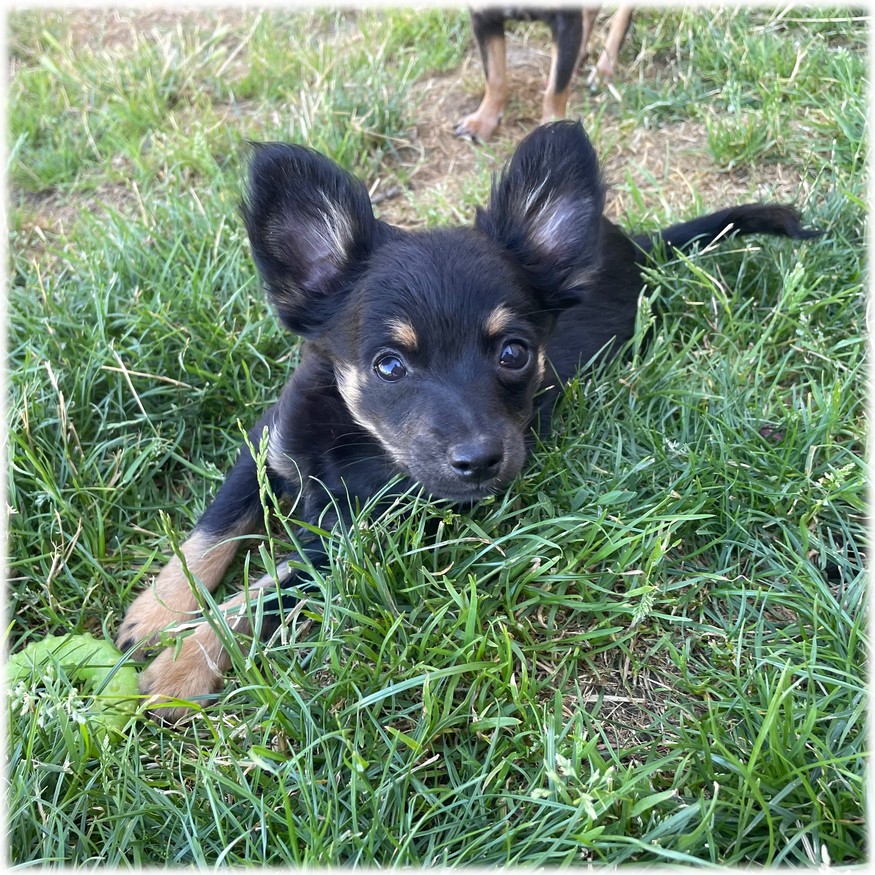 Petite femelle Chihuahua couleur Noir de l'élevage du Domaine de Mondon