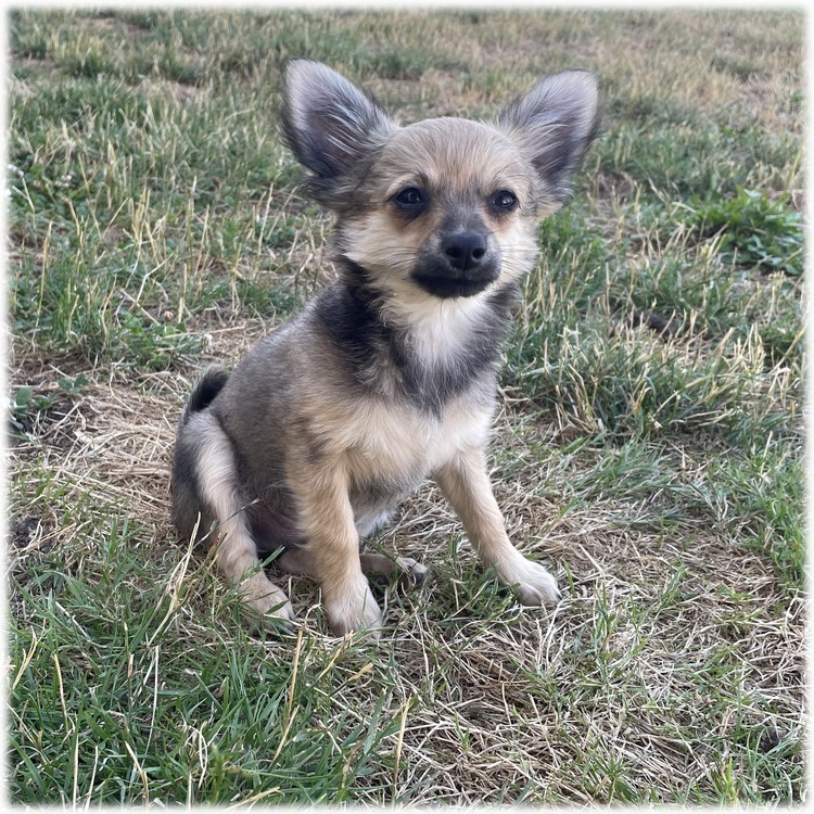 Petit mâle Chihuahua couleur Fauve charbonné de l'élevage du Domaine de Mondon