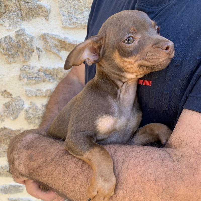image des enfants de Pluto notre mâle Pinscher Nain reproducteur