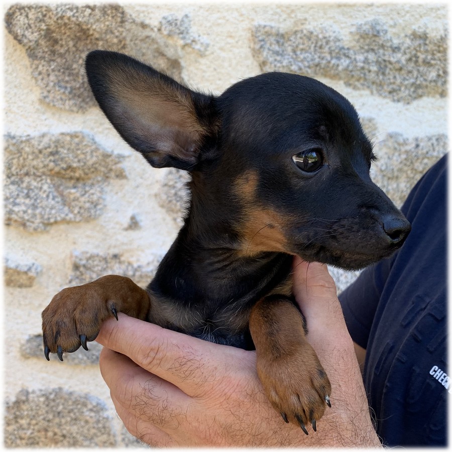 image des enfants de Pluto notre mâle Pinscher Nain reproducteur