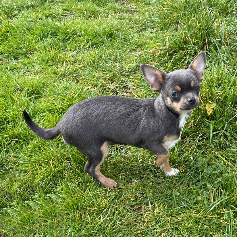 Petit mâle Chihuahua couleur Bleu de l'élevage du Domaine de Mondon