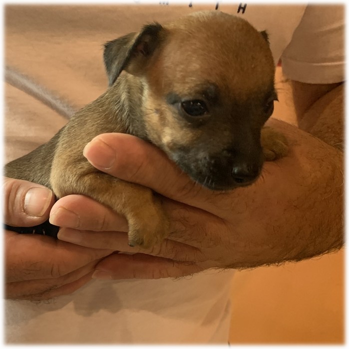 image des enfants de Pluto notre mâle Pinscher Nain reproducteur