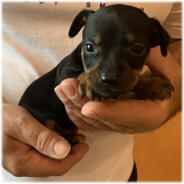 image des enfants de Pluto notre mâle Pinscher Nain reproducteur