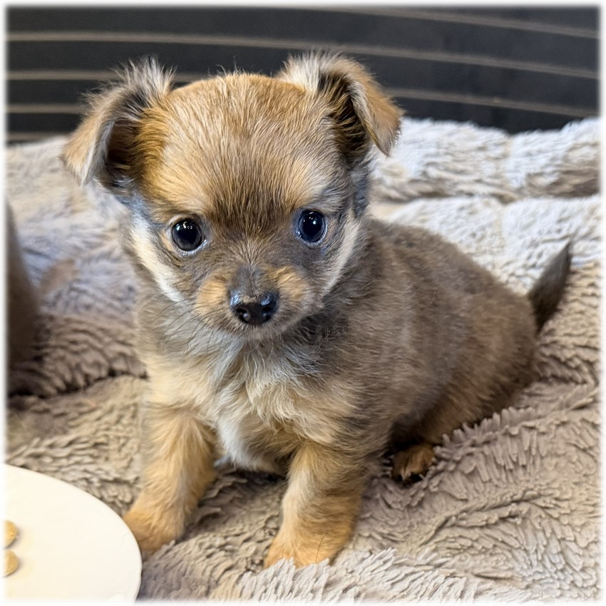 Petite femelle Chihuahua couleur Fauve charbonné de l'élevage du Domaine de Mondon