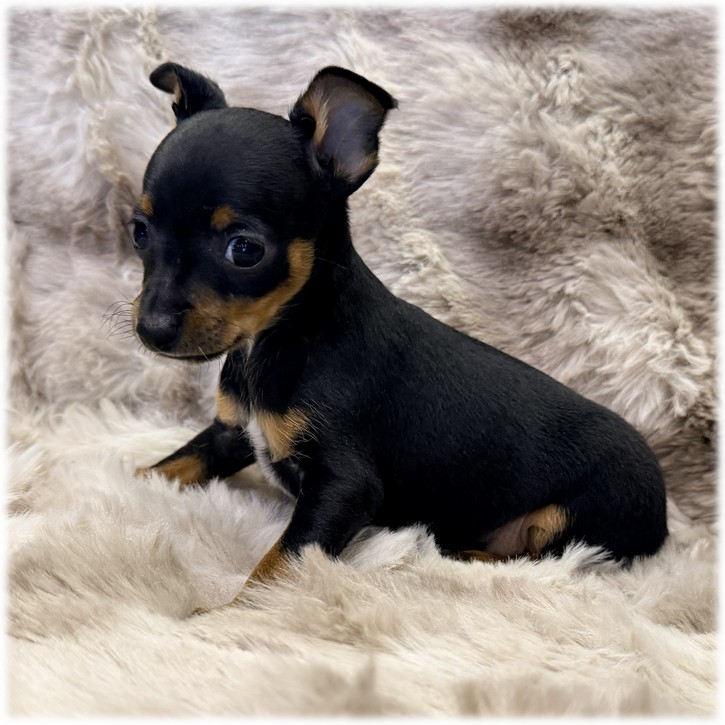 Petit mâle Pinscher Nain couleur Noir et feu de l'élevage du Domaine de Mondon