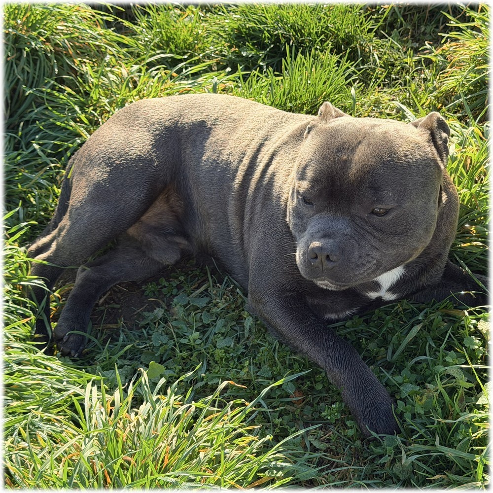Bluedogcity Viggo mâle Staffordshire bull terrier Bluedogcity Riddick mâle Staffordshire bull terrier